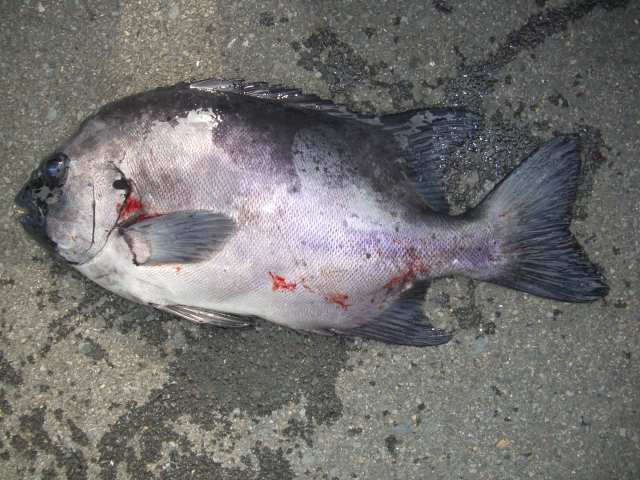 １４日グンカン廻りの釣果は？_d0114397_23534846.jpg