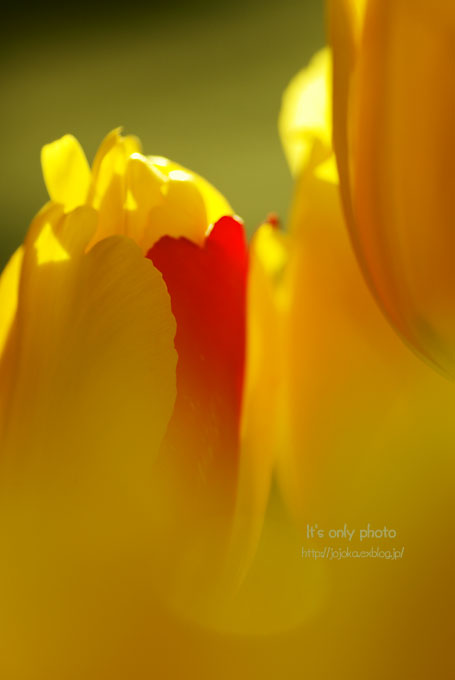 *TULIP・Ⅱ*_e0008800_22543925.jpg