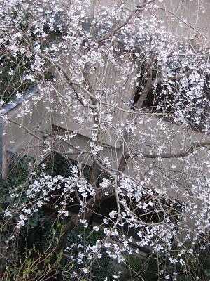 しだれ桜が開花しました_f0040201_1455676.jpg