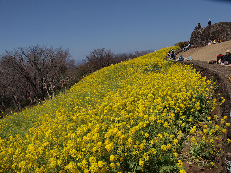 二宮町吾妻山公園　2010/03/14 その２_a0114003_22464012.jpg