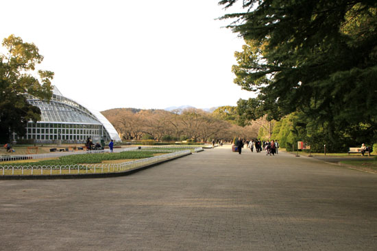 早咲きの桜　3、植物園_e0048413_2022876.jpg