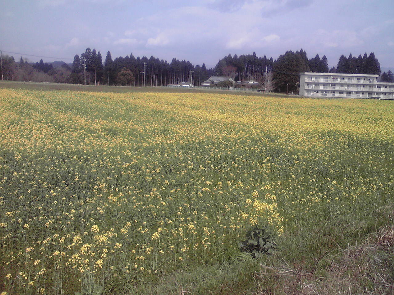 d0141922_18373392.jpg