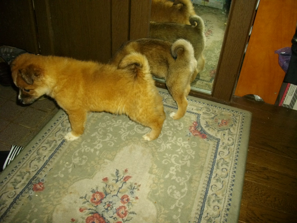 e0123136_18431782.jpg