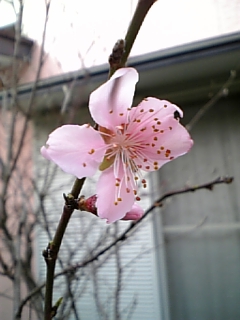 春の嵐?_c0036138_13552677.jpg