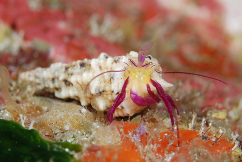 ムラサキゼブラヤドカリとイロカエル幼魚_b0186442_1854264.jpg