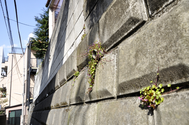 今朝の春コンクリートの切れ目割り＞＞石垣の間(あわい)に蔦の芽立ちかな_a0031363_4254523.jpg