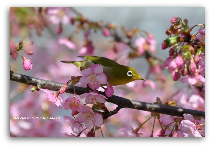 河津桜（その2）_e0153963_8163827.jpg