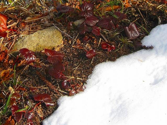 2010.3.14氷ノ山_c0219866_1128266.jpg