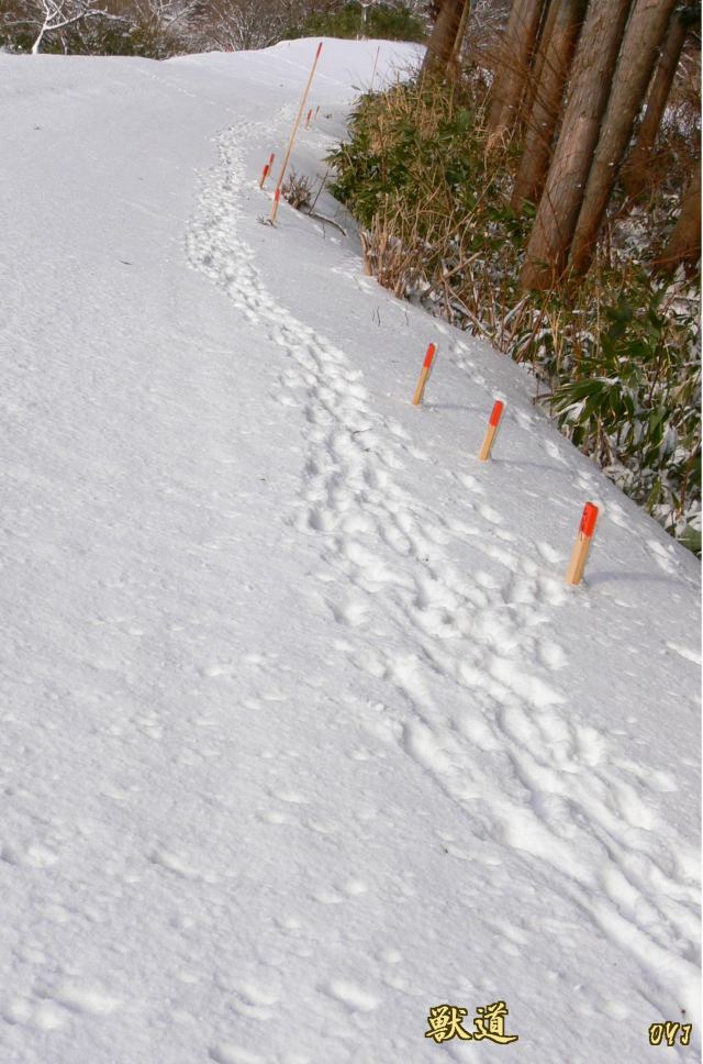 〝獣道〟小形動物_f0166871_9141130.jpg