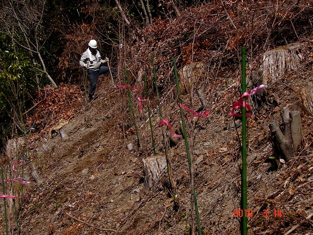 No.0566　幻の小学校卒業生植樹会_f0104277_7444557.jpg