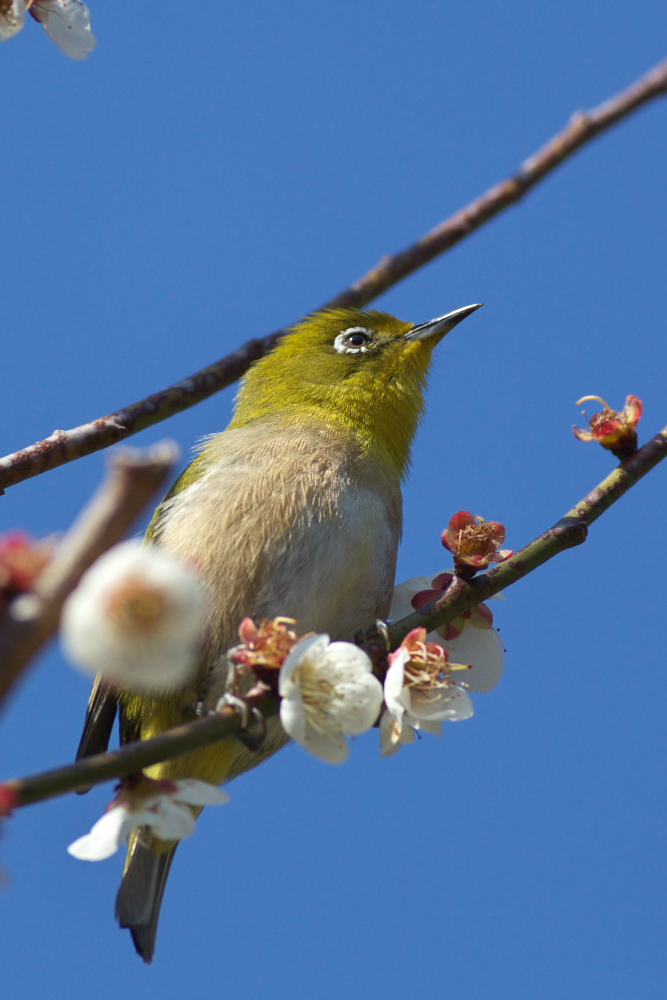 ウメジロ（梅・目白）　枝かぶり_a0083081_16382148.jpg