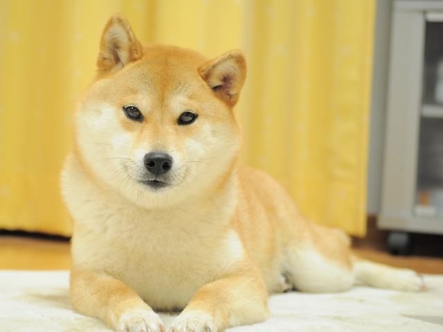 起きて!起きて!_a0126590_23154274.jpg