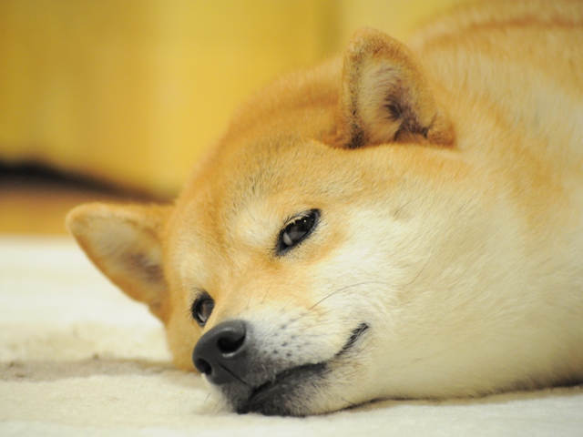 起きて!起きて!_a0126590_2316377.jpg