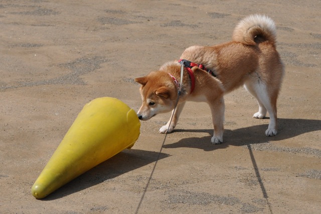 風に吹かれて・・・_a0126590_464517.jpg