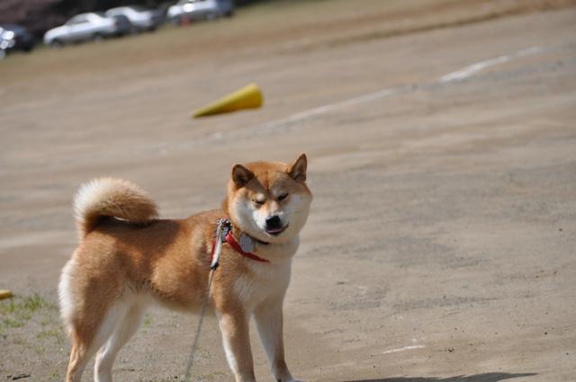 風に吹かれて・・・_a0126590_484578.jpg