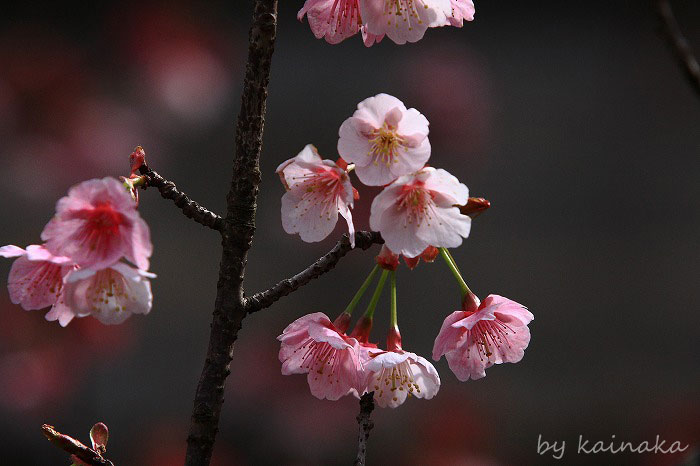 桜咲く_f0174293_748579.jpg