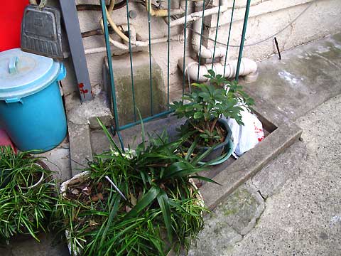 c0163001_0441657.jpg