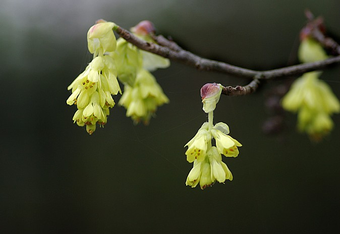 放擲亭　花日記　９：早春の花_c0165301_730145.jpg