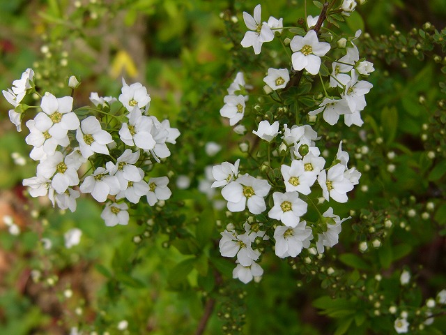 a0123003_18295526.jpg