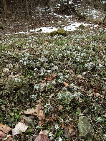 雪中花セツブンソウ（2）_a0117305_07346.jpg