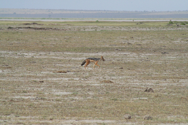 ケニヤ・さようならモラトリアム旅行‐12_e0168109_2354186.jpg