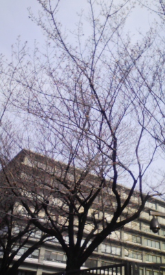 e0009714_847881.jpg