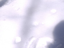森のシンフォニー2010(後編)最終日(その1)_e0061225_1054227.jpg