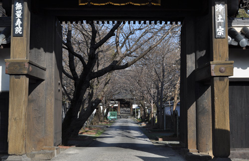 桜の開花状況_e0197525_1721498.jpg