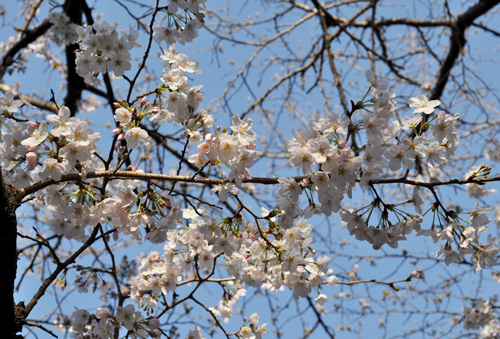 桜の開花状況_e0197525_172274.jpg