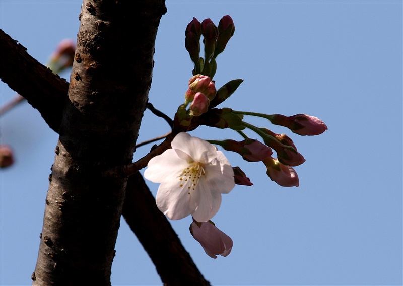 我が家の開花宣言_f0013727_17161437.jpg