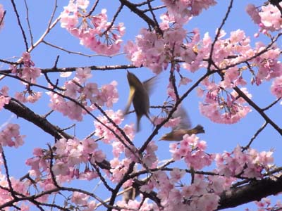 晴れた日曜日、上野公園でツグミと出逢う。そして秋元屋へ。_b0019140_13241321.jpg