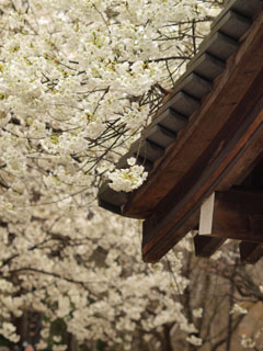 大宝寺の桜_b0172252_1913666.jpg