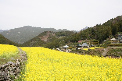 神山で菜の花_a0148866_188023.jpg