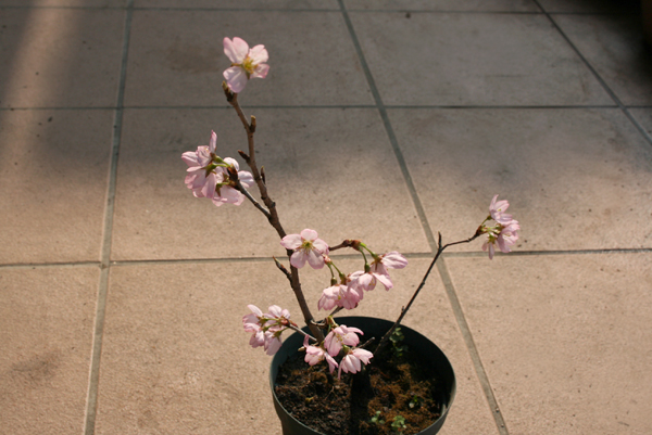 桜 開花宣言 Uzuz玉手箱