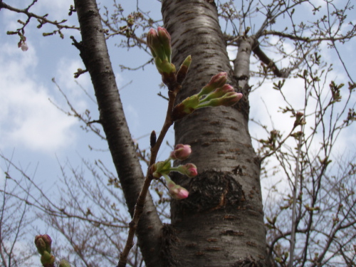 山王公園の桜ちょびっと咲く_a0077071_1656494.jpg
