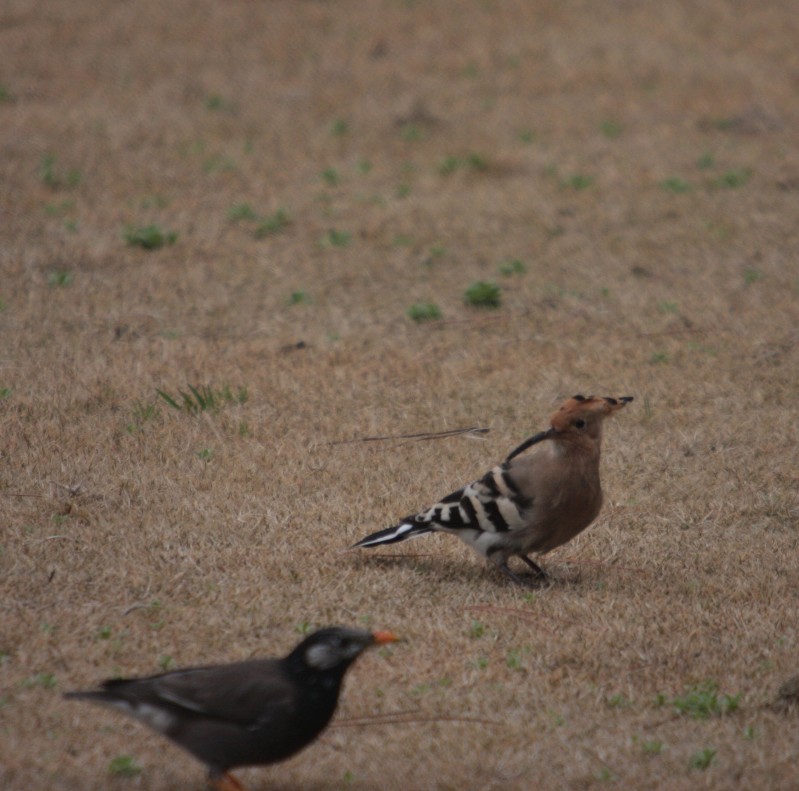 珍鳥ヤツガシラ　に会う_f0201084_16184398.jpg