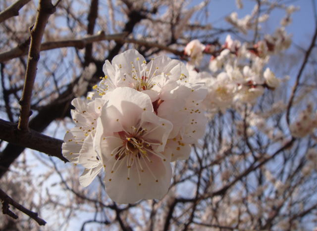 2010年　３月　１２日　マンションの日本庭園の白梅の花_a0093190_521922.jpg