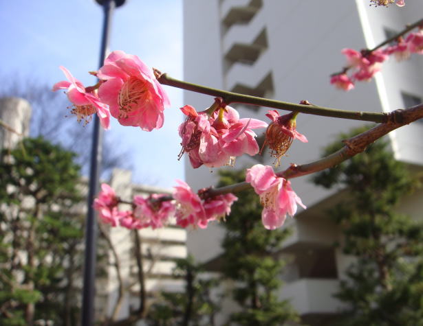 2010年　３月　１２日　マンションの日本庭園の白梅の花_a0093190_5232618.jpg