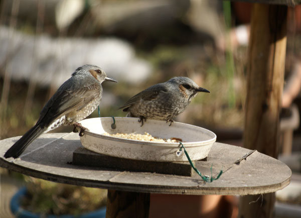 ３ニャンコの昼寝　＆　餌台_a0136293_14424495.jpg