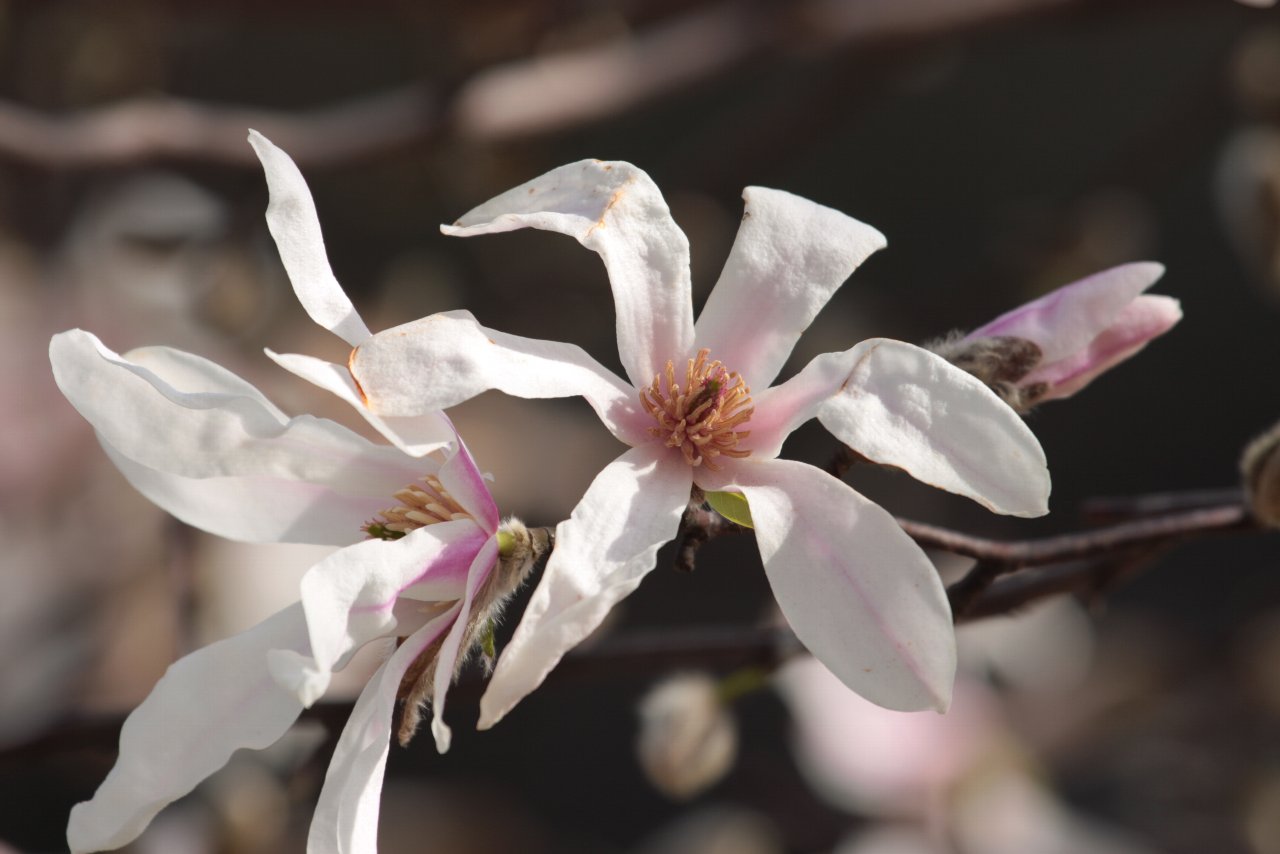 【2010年東京港野鳥公園の花達（２）】_e0167295_22274341.jpg