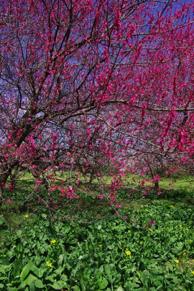 c0156908_874137.jpg