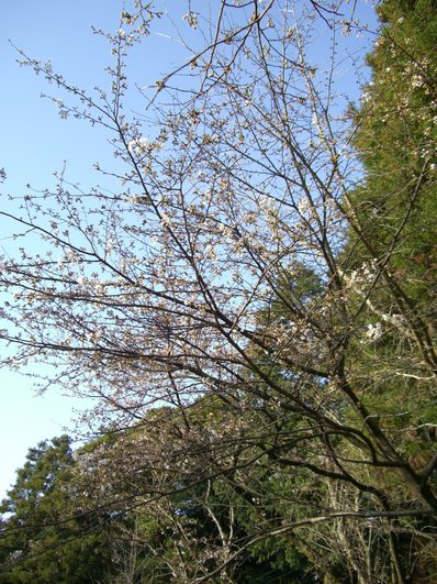 高良大社の桜_d0116009_22585776.jpg