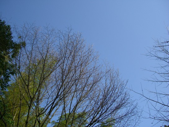高良大社の桜_d0116009_2312261.jpg