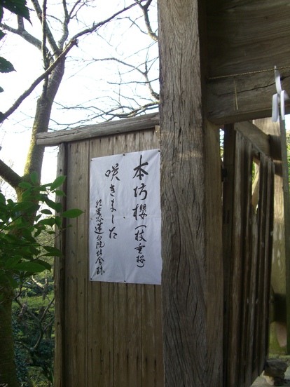 高良大社の桜_d0116009_2318712.jpg