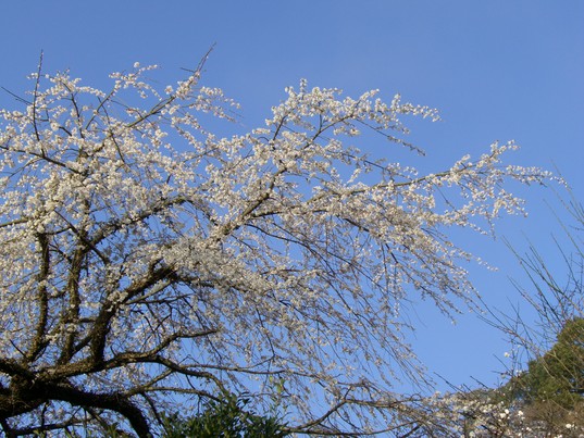 高良大社の桜_d0116009_2320326.jpg