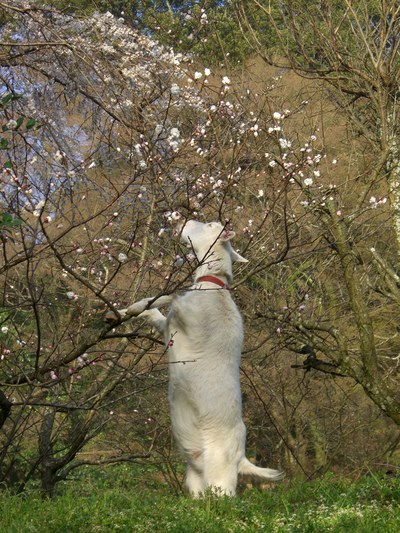高良大社の桜_d0116009_2328324.jpg