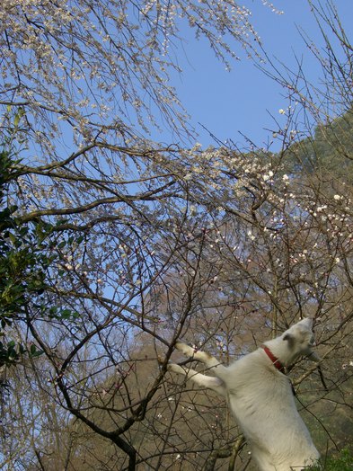 高良大社の桜_d0116009_2332423.jpg