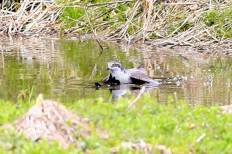 2010　03　17　オオタカの狩_d0127815_18154685.jpg