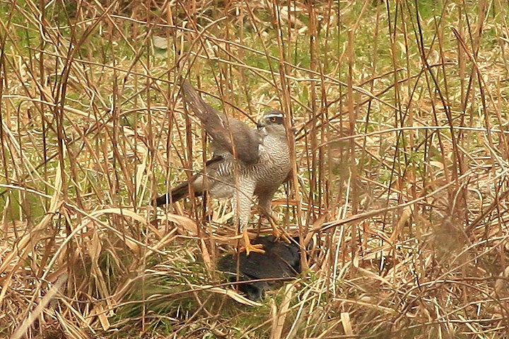 2010　03　17　オオタカの狩_d0127815_1820612.jpg