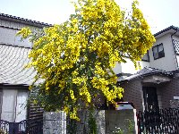 議員の海外出張?_c0133422_2342239.jpg